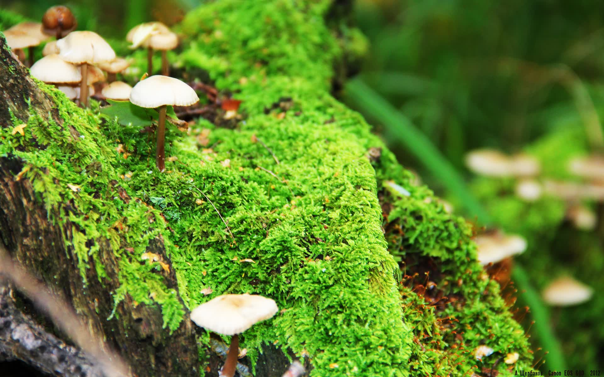 世界篮球数据分析应用案例:俱乐部决策更科学,篮球比赛数据分析